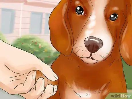 Imagen titulada Temperament Test a Dog Step 15