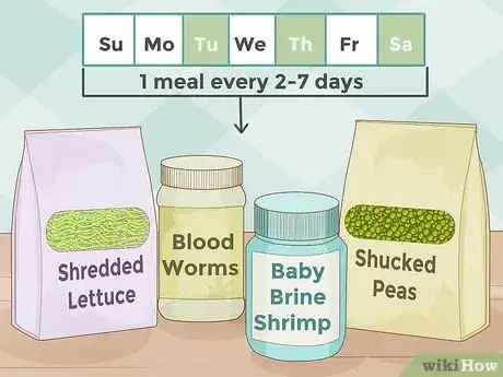 Imagen titulada Feed Guppies Step 3
