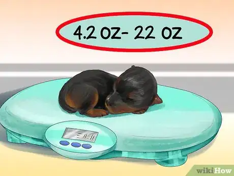 Imagen titulada Spot Health Problems in Newborn Puppies Step 3