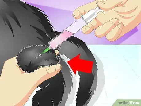 Imagen titulada Vaccinate a Kitten Step 13