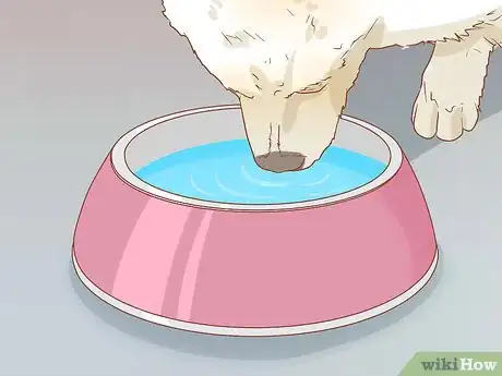 Imagen titulada Take Care of a Pomeranian Step 10