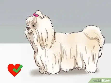 Imagen titulada Breed Shih Tzus Step 6