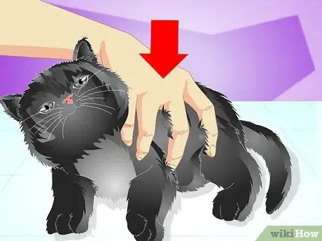 Imagen titulada Vaccinate a Kitten Step 11
