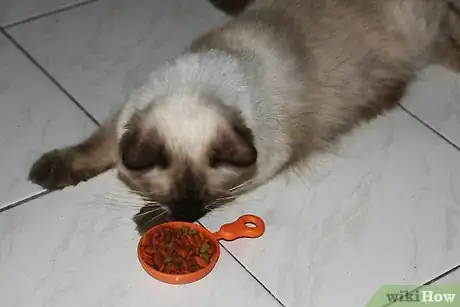 Imagen titulada Help a Sick Cat Step 14
