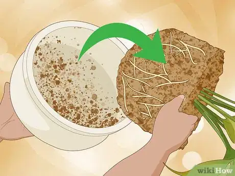 Imagen titulada Save an Overwatered Plant Step 9