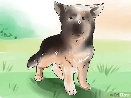 Imagen titulada Tape Up Stubborn German Shepherd Puppy Ears Step 14