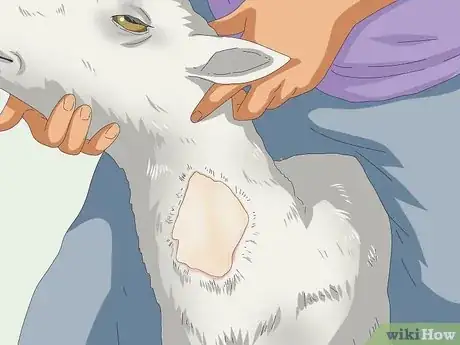 Imagen titulada Tell if a Goat Is Pregnant Step 9