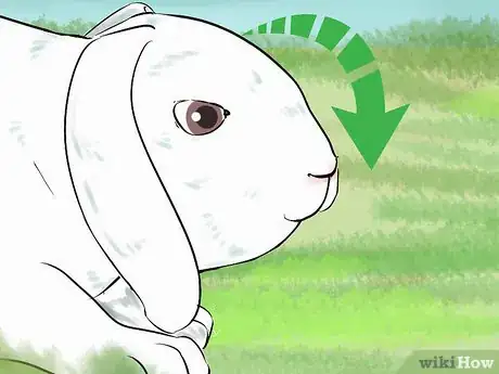 Imagen titulada Catch a Pet Rabbit Step 26