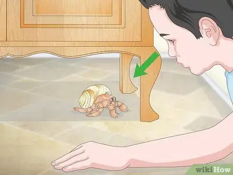 Imagen titulada Play With Your Hermit Crab Step 12