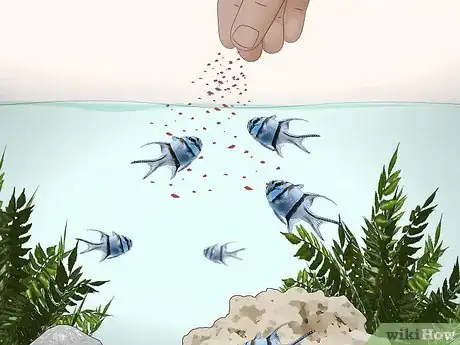 Imagen titulada Start a Saltwater Aquarium Step 36