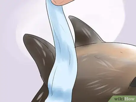 Imagen titulada Tape Up Stubborn German Shepherd Puppy Ears Step 11