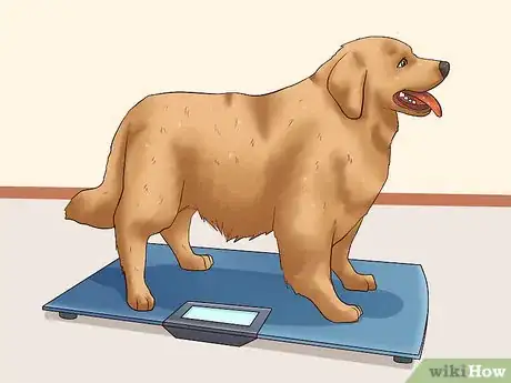 Imagen titulada Fatten Up a Dog Step 4