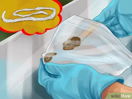 Imagen titulada Help Your Cat Who Had a Miscarriage Step 2
