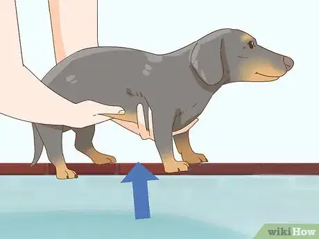 Imagen titulada Hold a Dachshund Properly Step 3