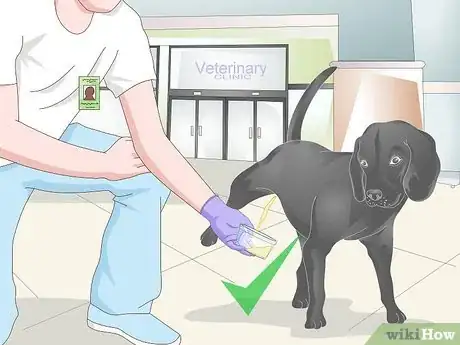 Imagen titulada Get a Urine Sample from a Male Dog Step 12