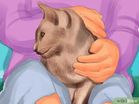 Imagen titulada Identify a Siamese Cat Step 7