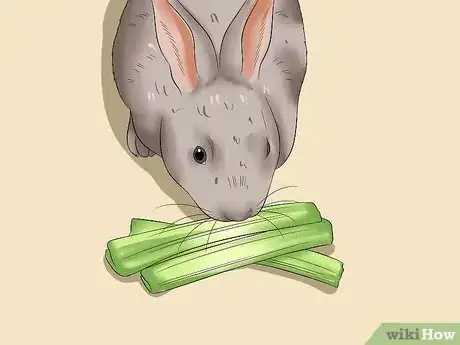 Imagen titulada Feed a House Rabbit Step 3