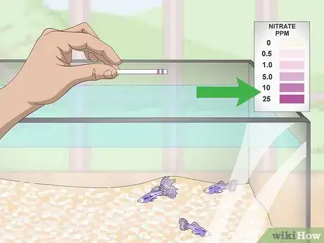 Imagen titulada Lower Your Nitrate_Nitrite Levels in Your Fish Tank Step 1