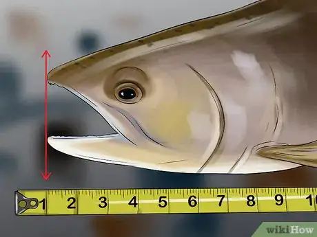 Imagen titulada Measure Fish Step 3