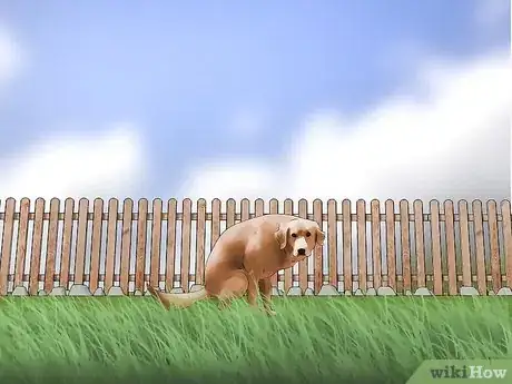 Imagen titulada Keep Flies Off Dogs Step 2