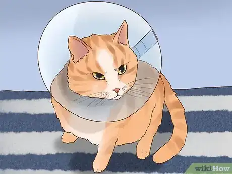 Imagen titulada Treat Hoarseness in Cats Step 11