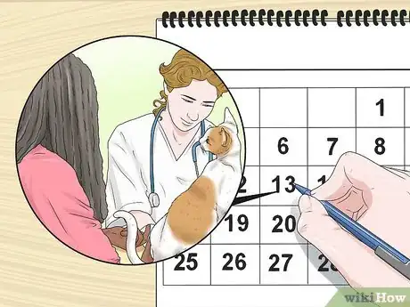 Imagen titulada Treat a Limping Cat Step 7