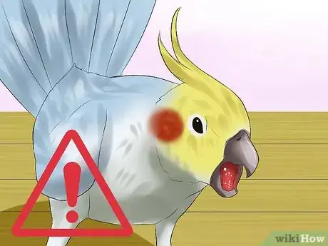 Imagen titulada Massage a Cockatiel Step 9