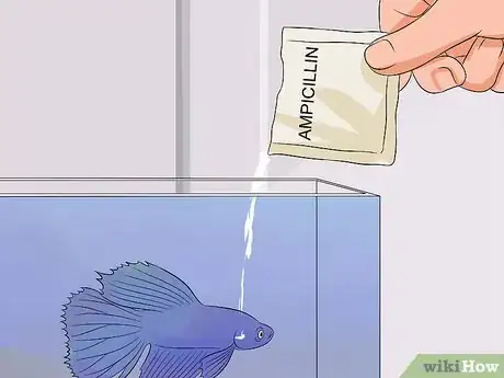 Imagen titulada Cure Betta Fish Diseases Step 11