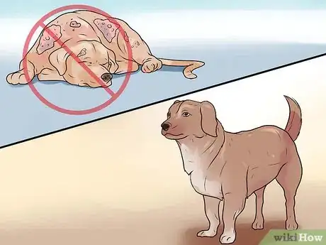 Imagen titulada Identify Mange on Dogs Step 17