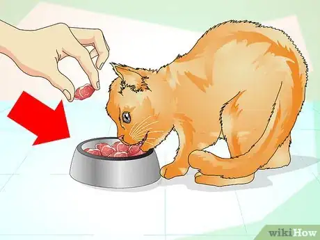 Imagen titulada Comfort a Dying Cat Step 5