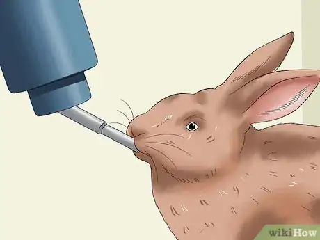 Imagen titulada Feed a House Rabbit Step 4