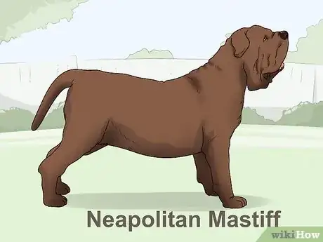 Imagen titulada Identify a Mastiff Step 15