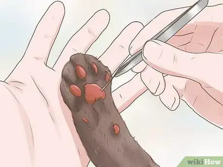 Imagen titulada Treat a Limping Cat Step 1