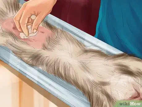 Imagen titulada Help Your Cat Who Had a Miscarriage Step 8