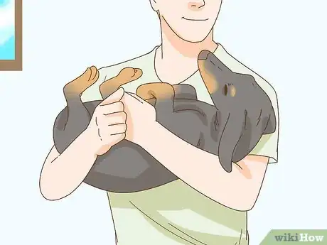 Imagen titulada Hold a Dachshund Properly Step 5
