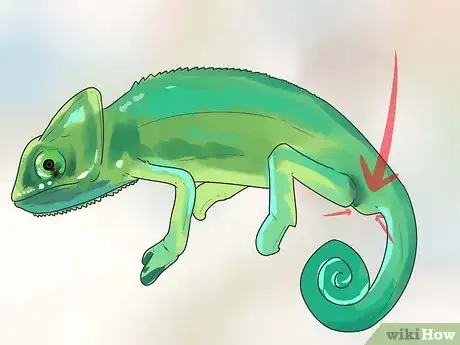 Imagen titulada Tell if a Chameleon Is Male or Female Step 1