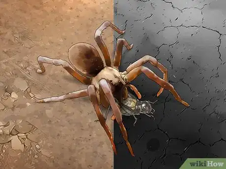 Imagen titulada Identify a Wolf Spider Step 10