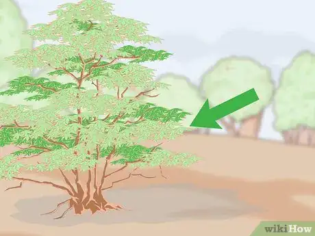 Imagen titulada Grow a Sandalwood Tree Step 3