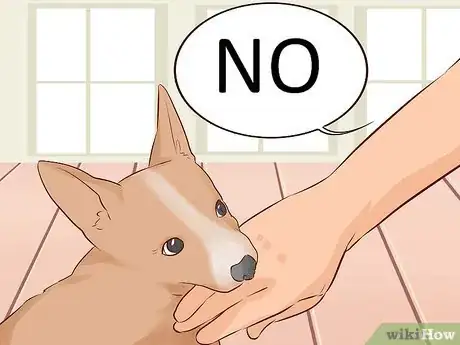 Imagen titulada Train a Puppy Not to Bite Step 1