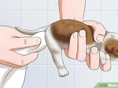 Imagen titulada Care for a Stray Kitten Step 9