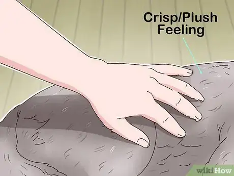 Imagen titulada Identify a British Shorthair Cat Step 4