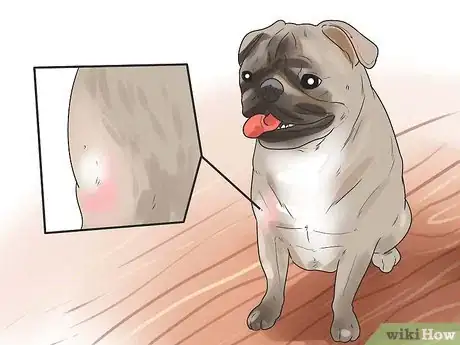 Imagen titulada Nurse a Dog Through Parvo Step 8