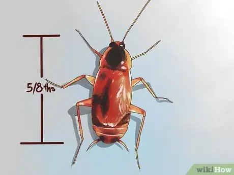Imagen titulada Identify a Cockroach Step 1