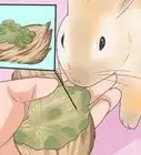 alimentar a tu conejo con las verduras adecuadas