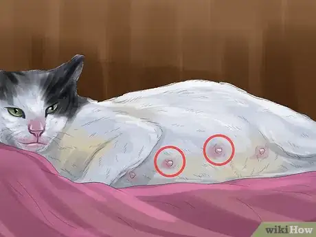 Imagen titulada Help Your Cat Who Had a Miscarriage Step 9