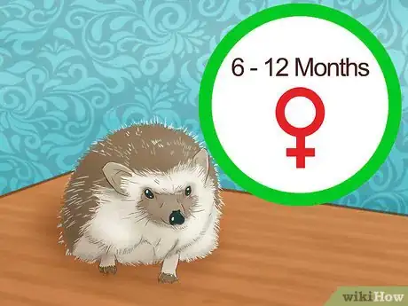 Imagen titulada Breed Hedgehogs Step 2