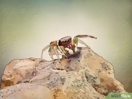 Imagen titulada Catch and Care for a Jumping Spider Step 1