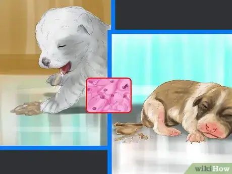 Imagen titulada Spot Health Problems in Newborn Puppies Step 7