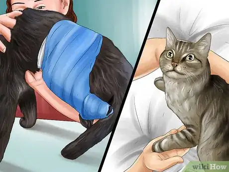 Imagen titulada Diagnose and Treat Dislocated Joints in Cats Step 2