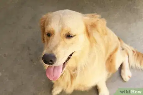 Imagen titulada Stop a Dog from Jumping Step 4